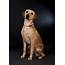Pet Photography Day Highlights  NewmanWray