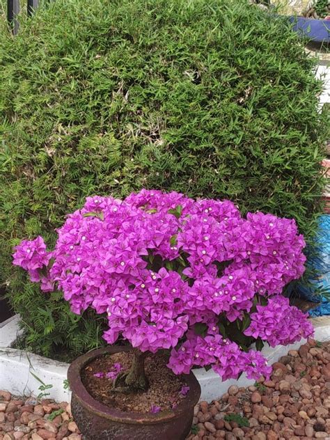 Get it as soon as thu, jul 1. Purple Bougainville bonsai in full bloom. | Flowering bonsai tree, Money tree bonsai, Bonsai tree