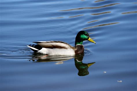 Mallard Duck With Green Head Picture Free Photograph Photos Public
