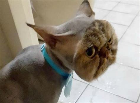 10 Pet Haircuts That Wen Hilariously And Adorably Wrong Small Joys