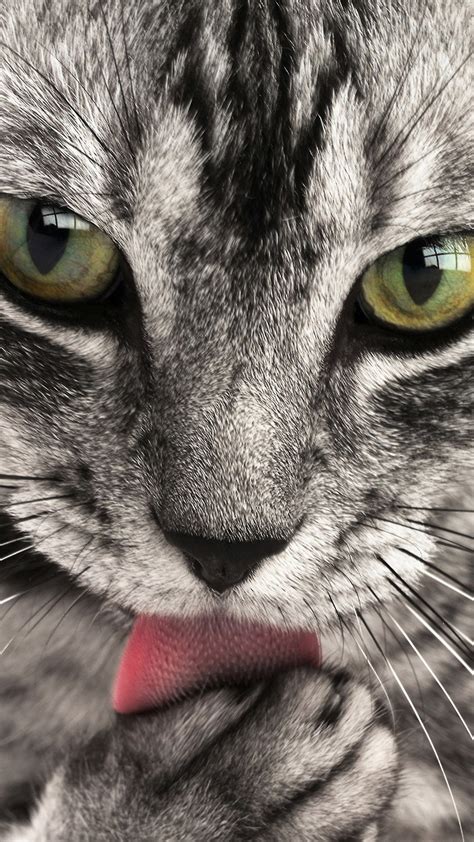 Cute indeed this is the blessing i've been waiting for. Cute cat licking its paw - Best HTC One wallpapers