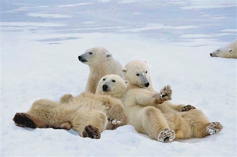 Wallpapernarium Tres Osos Polares Acostados En La Nieve