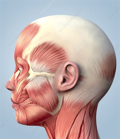 Muscular System Of The Head Stock Image P1500118 Science Photo