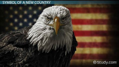 Facts About The Bald Eagle As An American Symbol Lesson For Kids