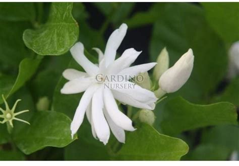 Jasminum Sambac ‘belle Of India Arabian Jasmine Check Back Spring