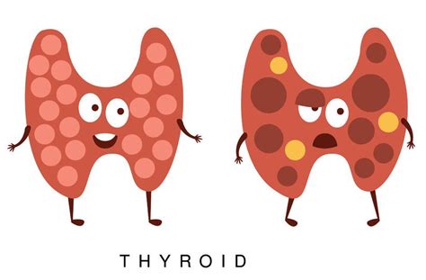 L-Tyrosine - It's Benefits For Your Thyroid - Thyroid Advisor