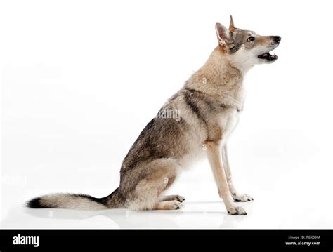 Czechoslovakian Wolf Dog A Hybrid Between A German Shepherd Dog And