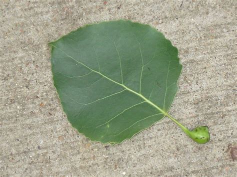 Eastern Cottonwood Leaf Populus Deltoides Salicaceae Flickr Photo