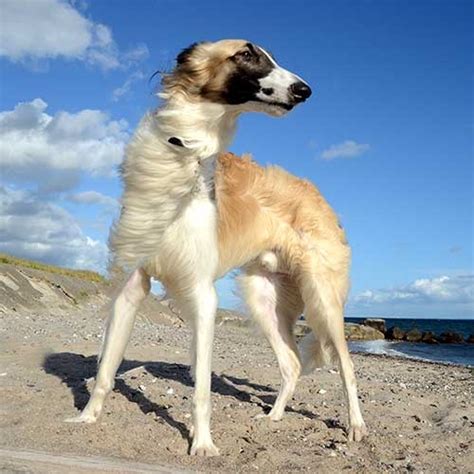 You can find borzoi puppies priced from $1500 usd to $2000 usd with one of our credible breeders. Borzoi - PDSA