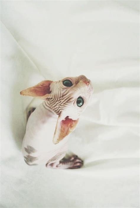 Pin By Aestheticdaisy On Cats Cat Photography Hairless Cat Sphynx Cat