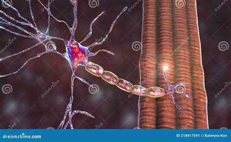 Motor Neuron Connecting To Muscle Fiber 3D Illustration Stock