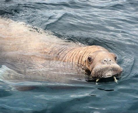 Incredible Wally The Walrus Spotted In March Is Back In Irish Waters