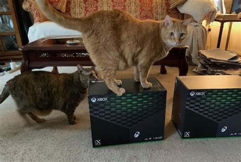 Cats Playing With Xbox Series X Papas Basement