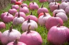 Substance of Living: Painted Pumpkins