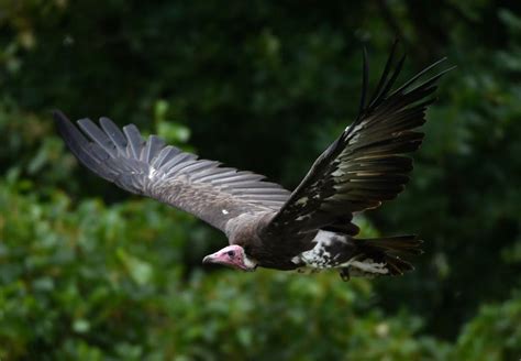 Whats Behind Hundreds Of Vulture Deaths In Guinea Bissau And What Can Be Done