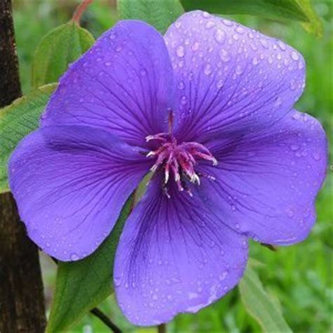 Being a winter flower, they can be spotted in christmas arrangements. Tibouchina plants and trees for sale - Nurseries Online ...