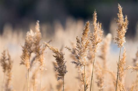 Reed Grasses Nature Free Photo On Pixabay Pixabay