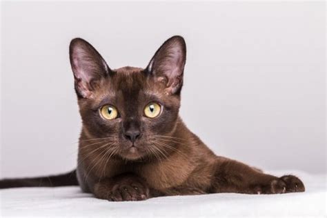 50 Awesome Burmese Cat Names Male And Female In 2024