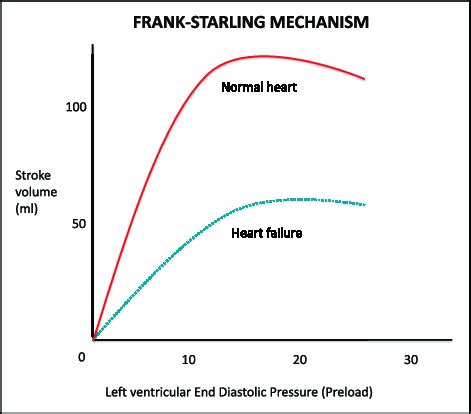 History and etymology for starling's law. Cardiac Output | Cardiovascular System | Learn Surgery
