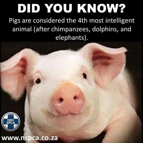 Smart Piggy Vegan Animals Animal Quotes Cute Pigs