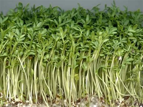 Organic Sprouting Seeds Cress Curled Common 20gm 7000 Seeds Uk For