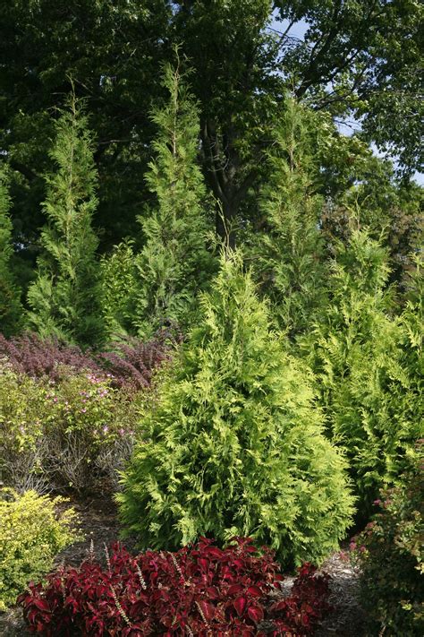 (arborvitae) polar gold™ thuja displays great stature and distinctive color in the landscape. Polar Gold® - Arborvitae - Thuja occidentalis | Proven Winners