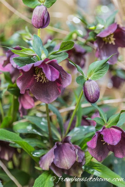 Gardening in the shade may be a challenge, but the solution is the same as it is everywhere else in your landscape — we need the. Perennial Ground Cover (21 Low-Growing Plants That Thrive ...