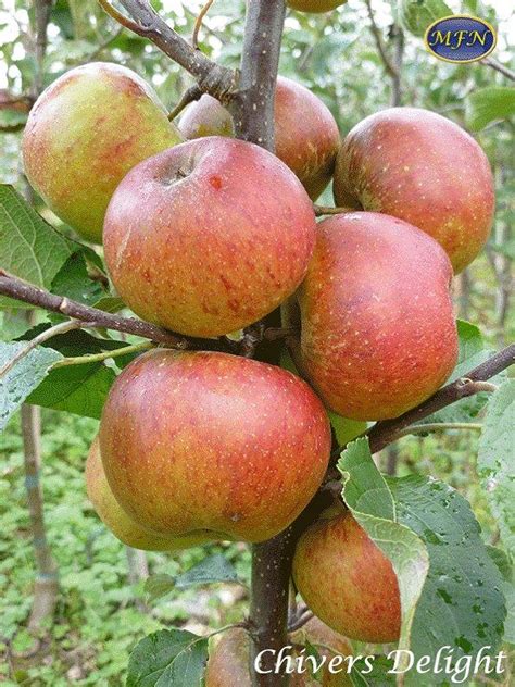 Buy Chivers Delight Online Crj Fruit Trees Nursery Uk