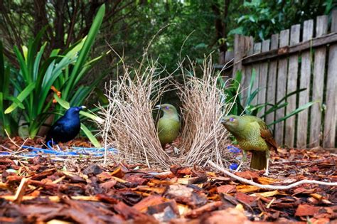 Bowerbirds Meet The Bird Worlds Kleptomaniac Love Architects