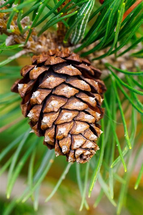 Pine Cone On A Branch Free Stock Photo Public Domain Pictures