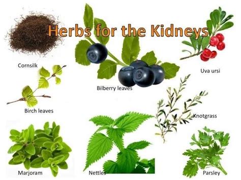 What Herbs Help The Kidneys