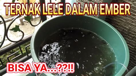 Cara budidaya belut dengan terpal. Ternak Lele Di Ember - Tentang Kolam Kandang Ternak