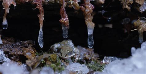 These Zombie Wood Frogs Literally Freeze To Survive The Northern Winter