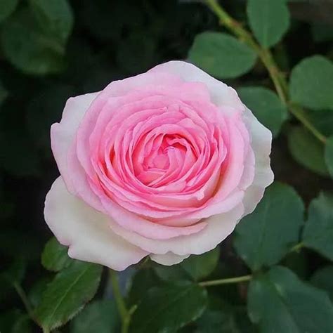 Large 6 7ft Specimen Climbing Rose Pink Eden Rose Pierre De Ronsard