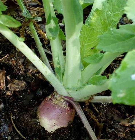 Planting And Growing Guide For Rutabaga Or Swedes