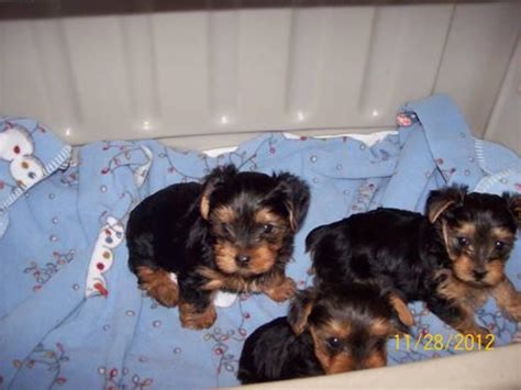 You can also find out all about their breed info. Yorkie Puppies for Sale in Erie, Pennsylvania Classified ...