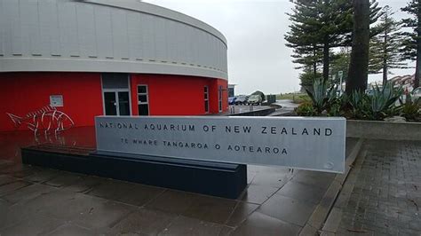 National Aquarium Of New Zealand Napier 2020 Ce Quil Faut Savoir