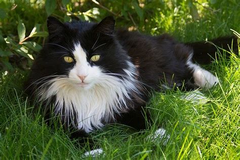 8 Long Haired Cat Breeds Totally Worth The Fluff Maintenance