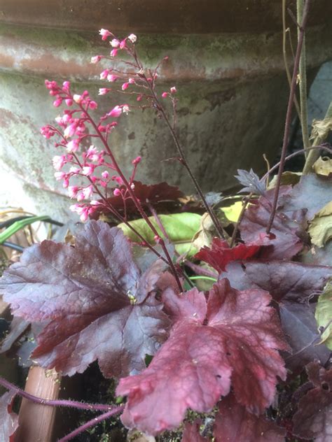 Scegli la consegna gratis per riparmiare di più. Il blog di Yougardener — 14 piante dalle foglie rosse