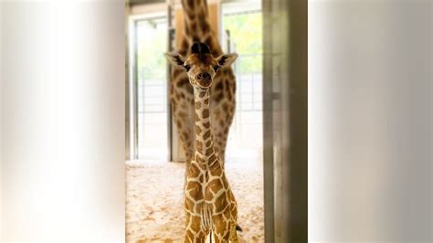 Public Helps Name Fort Worth Zoos New Baby Giraffe