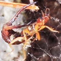 Cook's pest management specializes in treating general household pest such as ants, roaches if we have done a mosquito and tick treatment for you please leave a comment and let others know how it cooks pest management is venturing out and opening up a store front for the wildlife control. Earwig Control Services in Rhode Island: RI Earwig ...