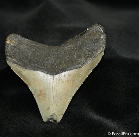 2 34 Inch Megalodon Tooth Georgia 694 For Sale