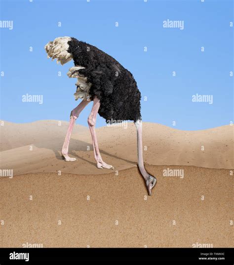 Ostrich With Head Burying In Sand Stock Photo Alamy