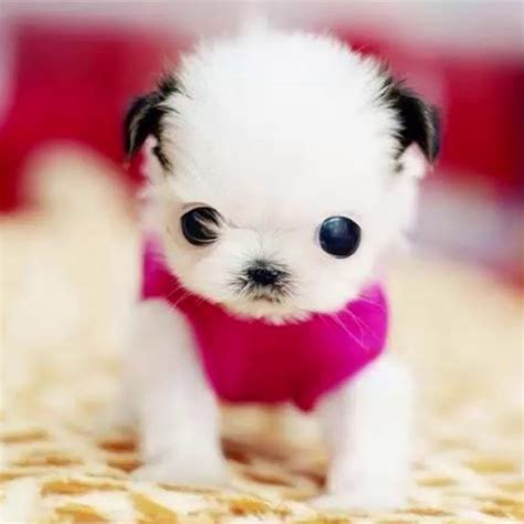 Top 10 Cutest Puppy Breeds 2020 Dog Supporters Photos