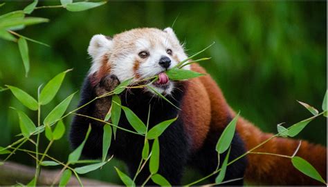 Red Panda Bamboo