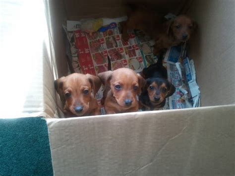 Please confirm dates and times. 3 4 Dachshund 1 4 Chihuahua FOR SALE ADOPTION from Los ...