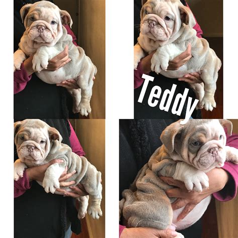 Get a boxer, husky, german shepherd, pug, and more on i have one female lilac tri english bulldog puppy available. Lilac Tri English Bulldogs Puppy | Cute little animals ...