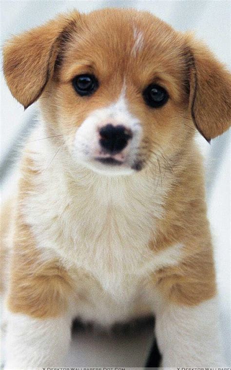 Hd Puppy Wallpapers Top Free Hd Puppy Backgrounds Wallpaperaccess