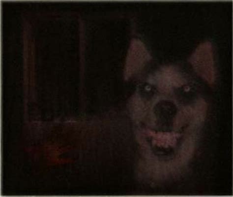 #creepypasta #jeff the killer #smile dog #smile.dog #smile.jpg #my art #that big lumpy middle one is how my dog lies on the floor creepypasta imagine. CreepyPasta: Smile Dog - Taringa!