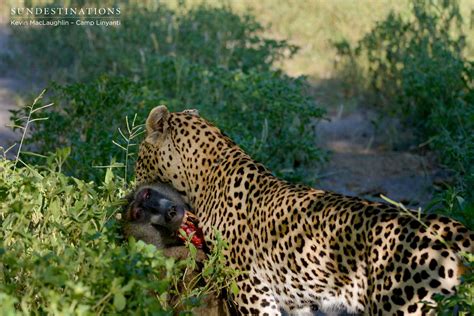 A Young Male Leopard Catches And Kills A Baboon Sun Destinations Safari